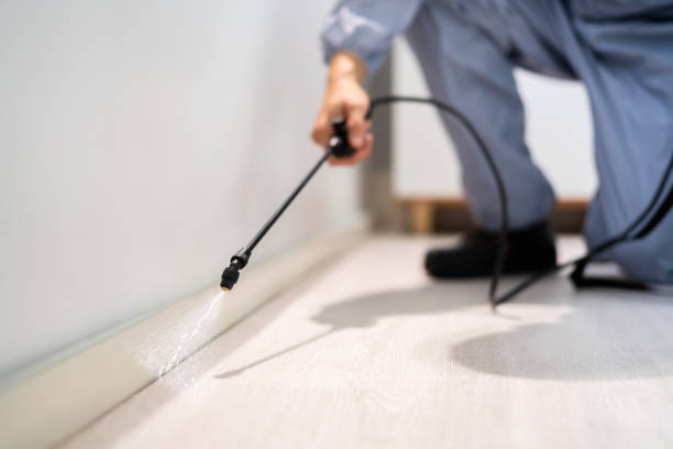 Licensed Wasp Removal service in Waterloo, IL - Show Me Pest Control